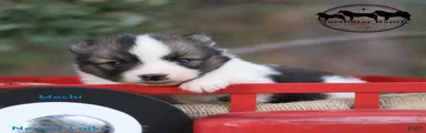 Mochi Texas but transport east available.