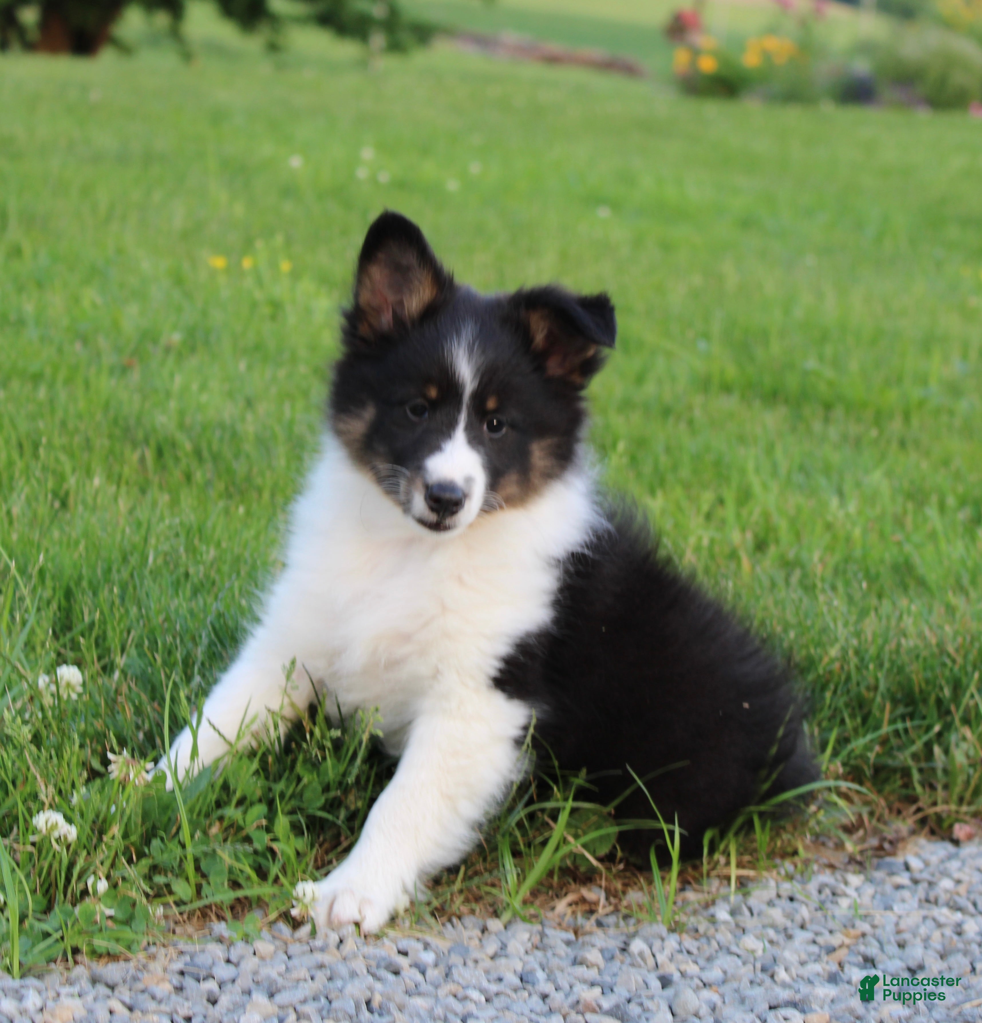 Shetland Sheepdog dogs Blake Shetland Sheepdog Puppy  - Ad 1