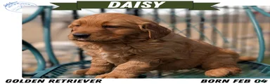 Daisy