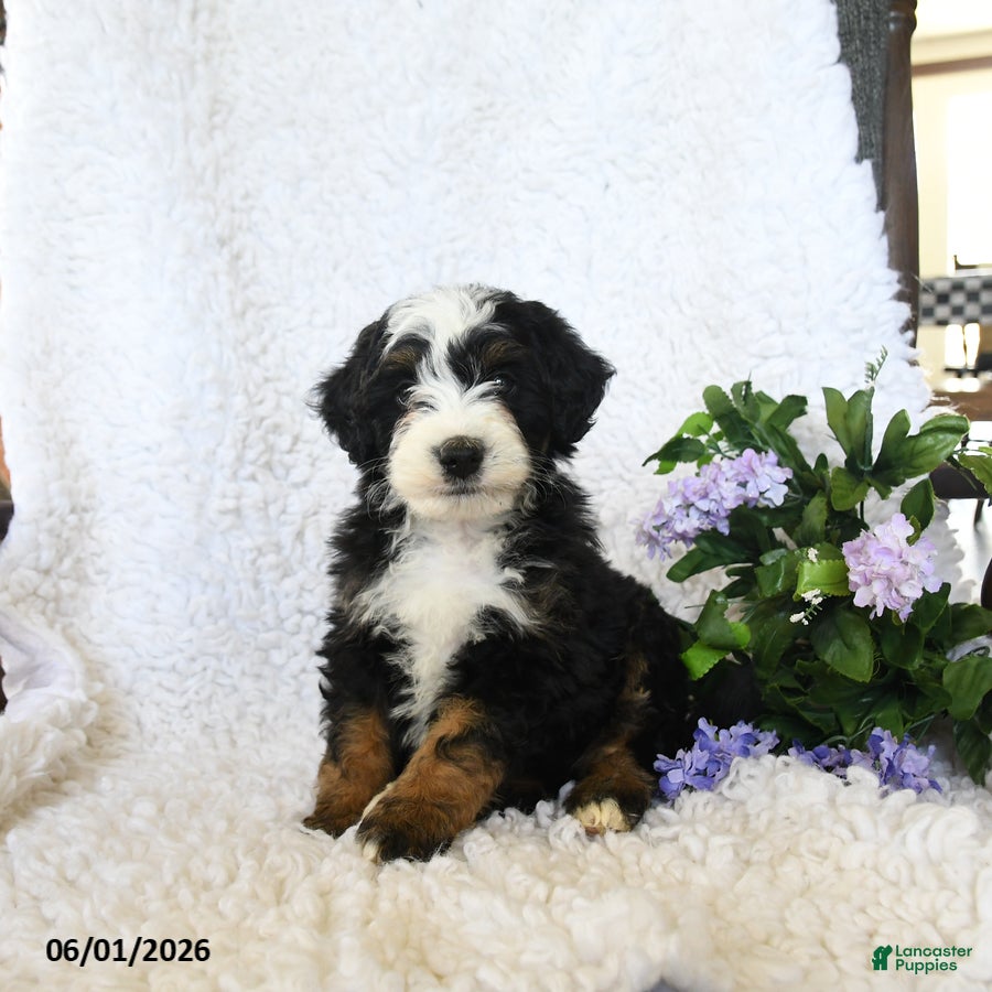 Mini Bernedoodle dogs for sale: Finn - Ad 2