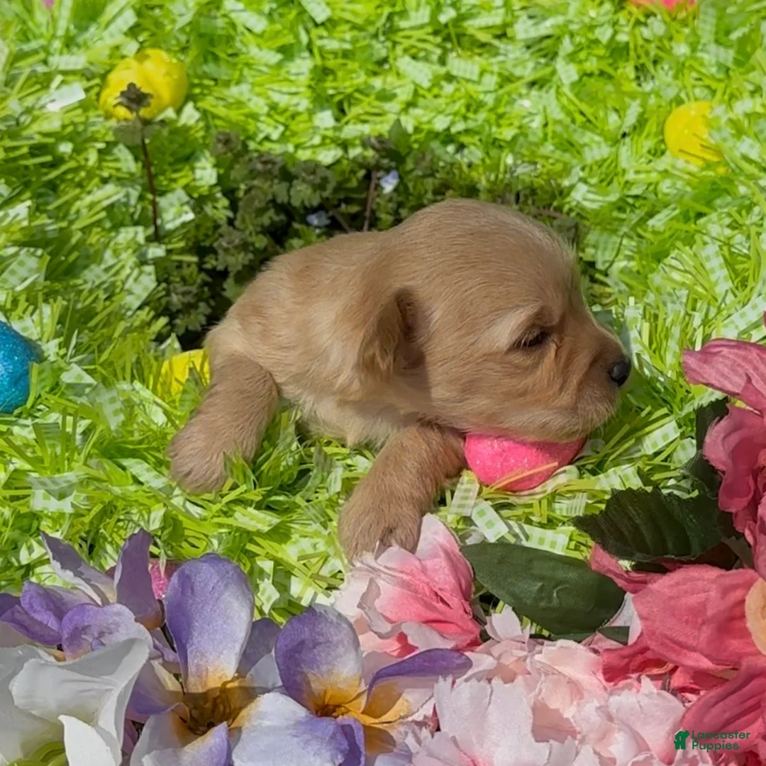 Mini Goldendoodle dogs for sale: Lily - Ad 1