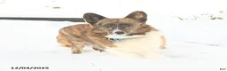 Welsh Corgi Pembroke dogs for sale: Pringles - Ad 6