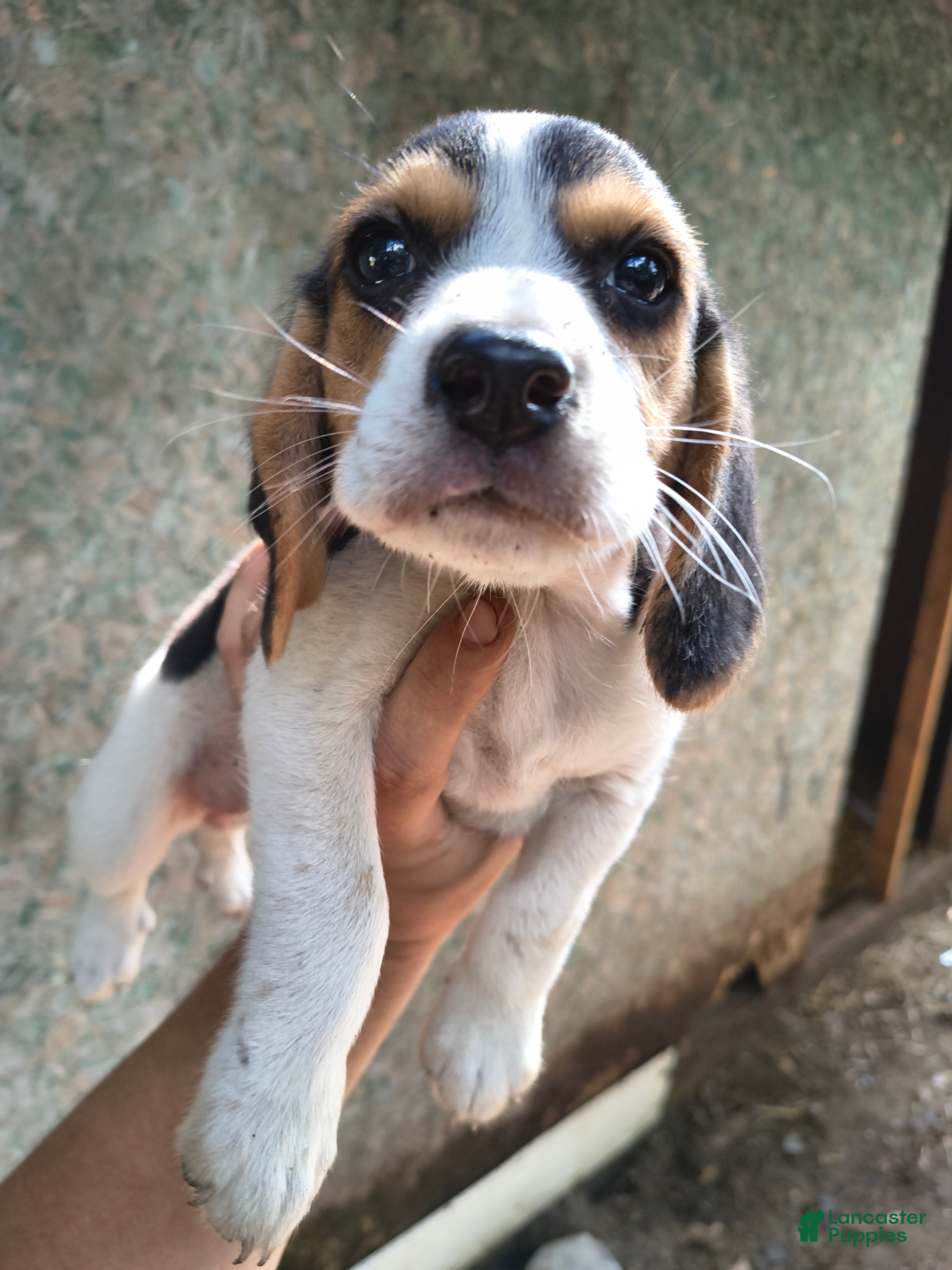 Beagle dogs Girl 4 - Ad 6