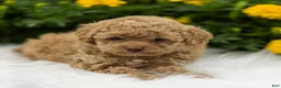 Toy Poodle dogs for sale: Natalie - Ad 5