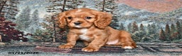 Cavalier King Charles Spaniel dogs for sale: Rusty - Ad 1