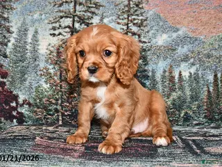 Cavalier King Charles Spaniel dogs Rusty - Ad 28