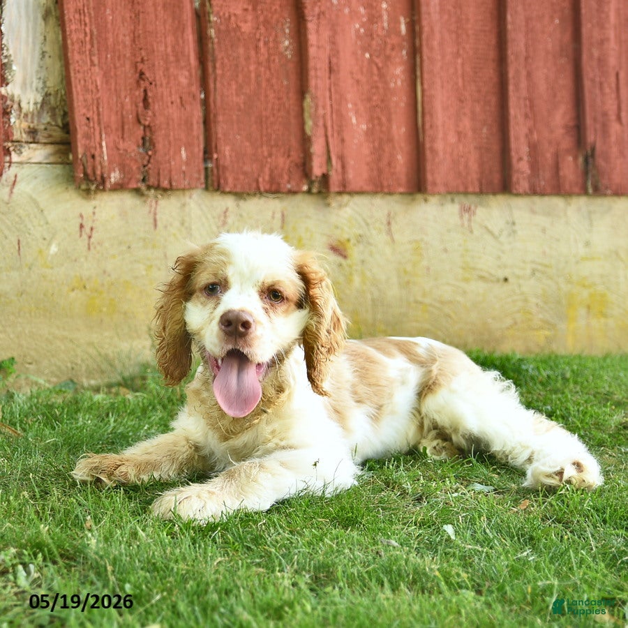 Cocker Spaniel dogs for sale: Moon   - Ad 3