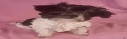 Yorkiepoo dogs for sale: Victoria Frills - Ad 1