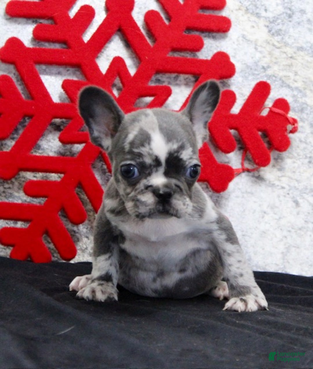 French Bulldog dogs for sale: Cloe - Ad 2