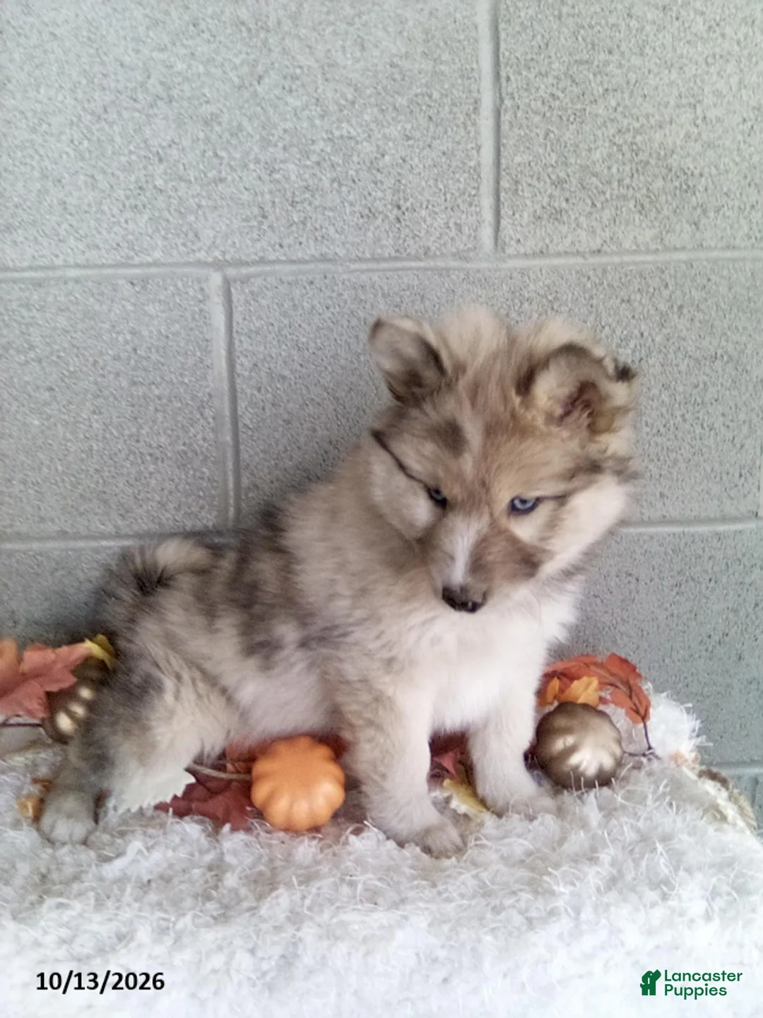 Pomsky dogs for sale: Luke - Ad 3