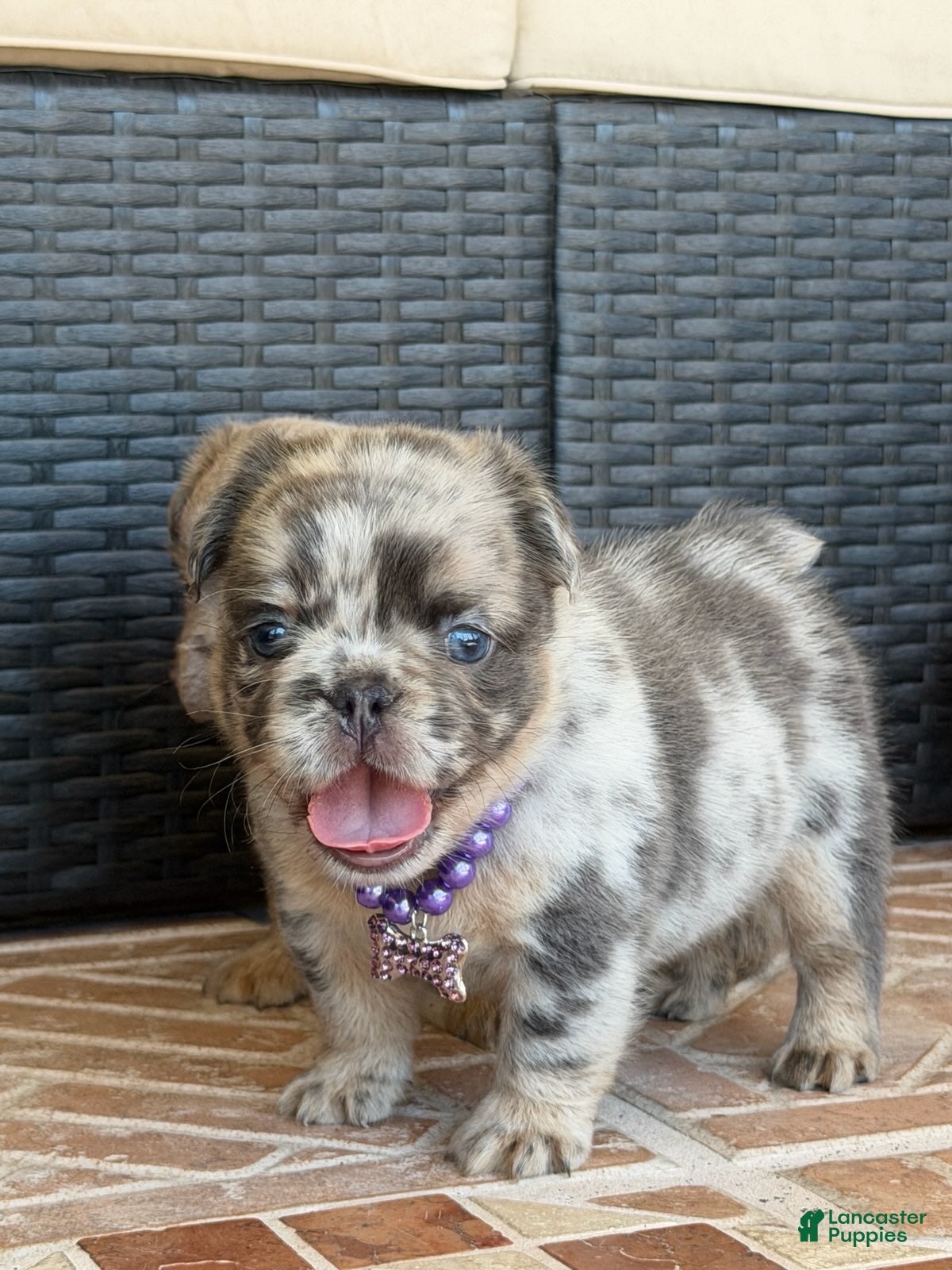 French Bulldog dogs for sale: Stormi  - Ad 1