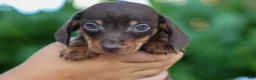 Miniature Dachshund dogs for sale: Zippy🐾 - Ad 11