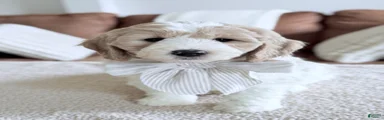 Flopsy 