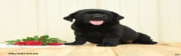 Labrador Retriever dogs for sale: Hazel - Ad 2