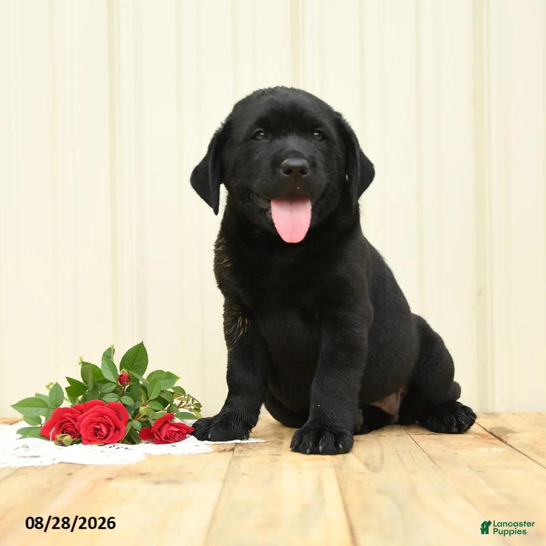 Labrador Retriever dogs for sale: Hazel - Ad 2