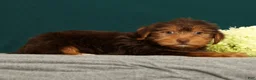 Yorkshire Terrier dogs for sale: Poochie - Ad 5