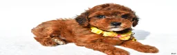 Toy Poodle dogs for sale: Patrick - Ad 5