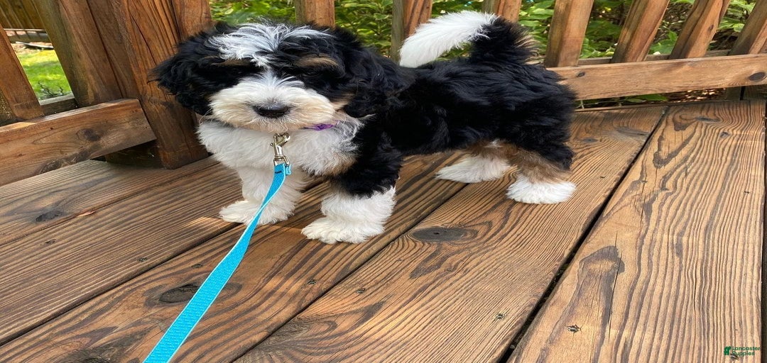 Gallery Image {{count}}