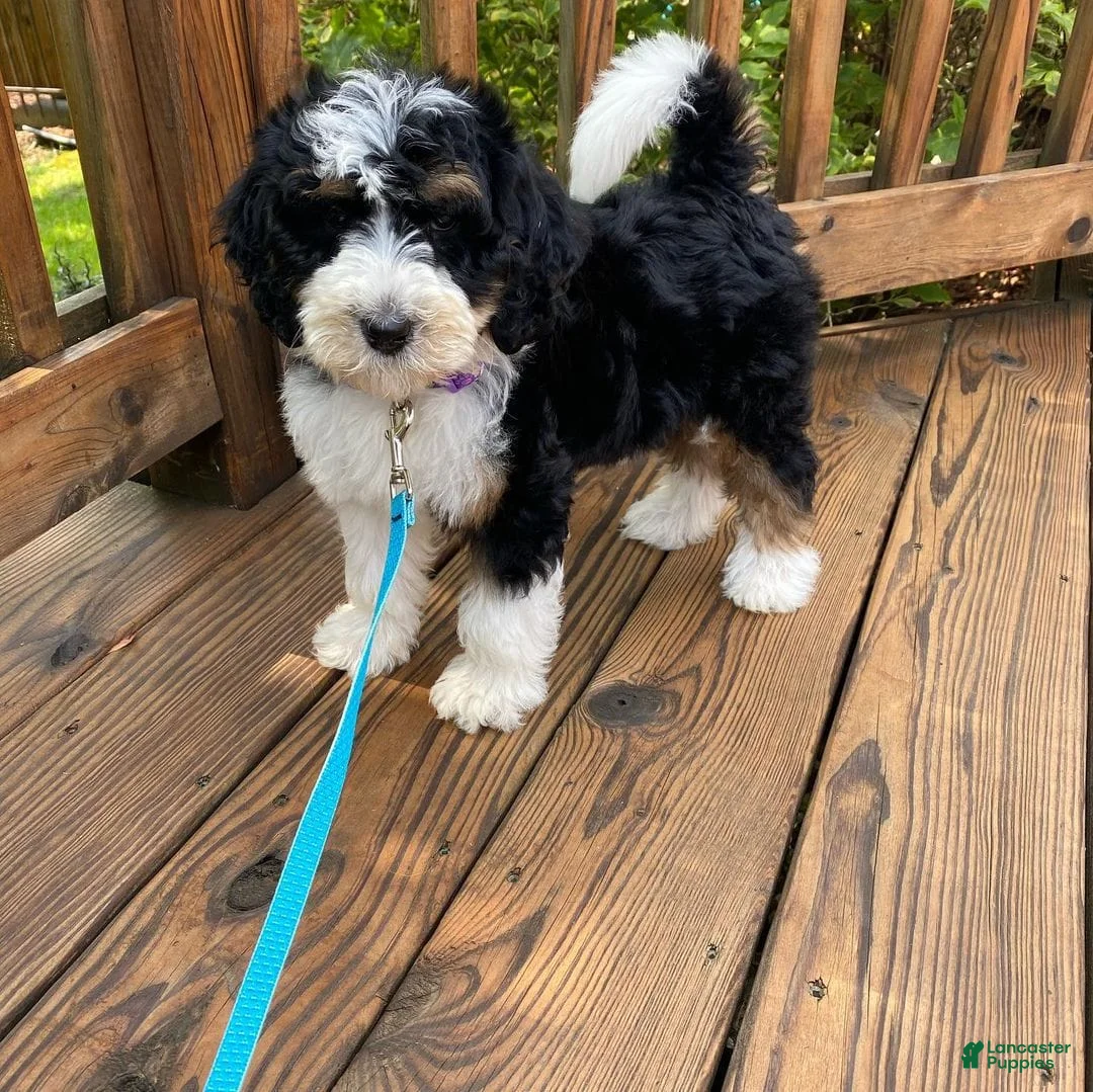 Gallery Image {{count}}