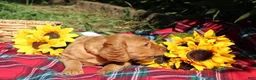 Mixed Breed dogs for sale: Daisy - Irish Goldendoodle  - Ad 11