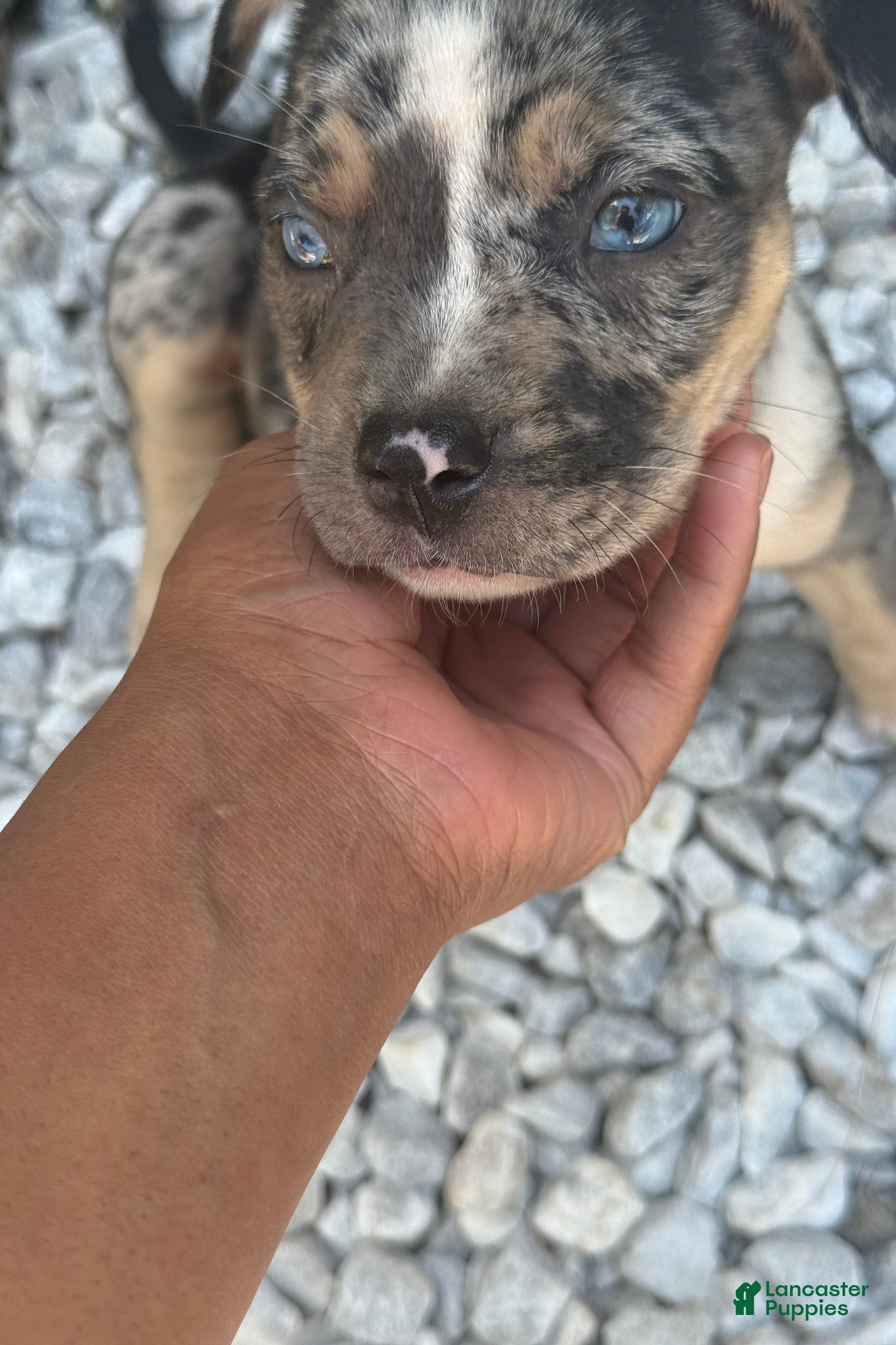 American Bully dogs for sale: Saweetie - Ad 1