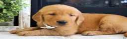 Golden Retriever dogs for sale: Daisy - Ad 3