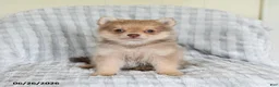 Pomsky dogs for sale: Tommy - Ad 5