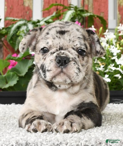 Gallery Image {{count}}