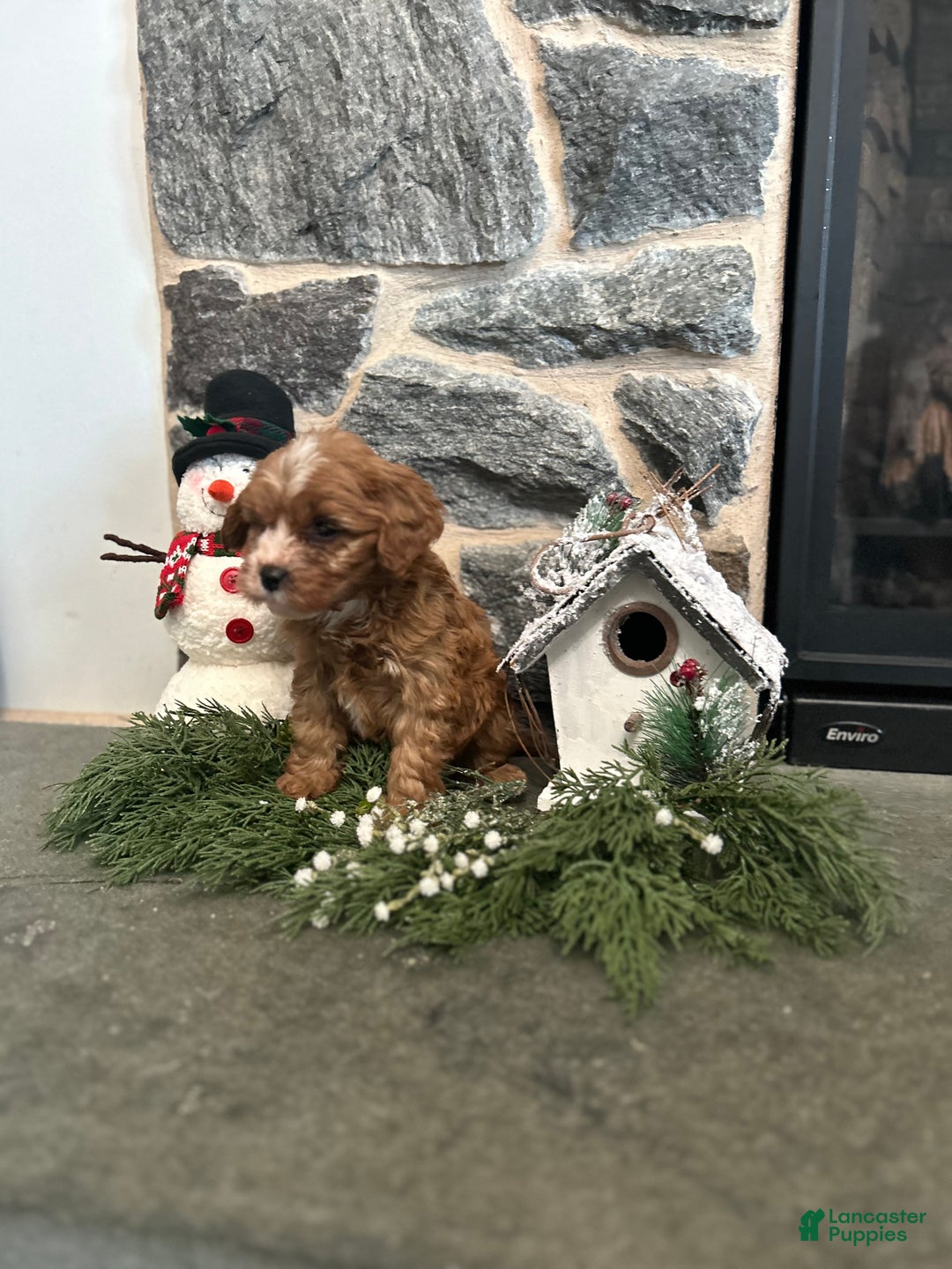 Cavapoo dogs for sale: Cavapoo Puppy 2 - Ad 3