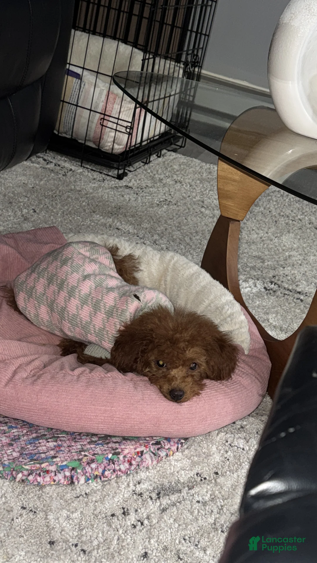 Miniature Poodle dogs for sale: Miniature Poodle Puppy 1 - Ad 4