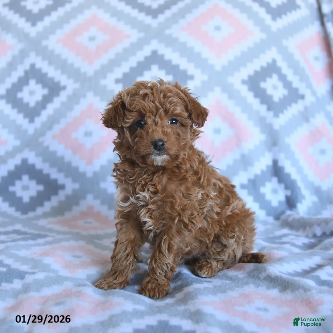 Toy Poodle dogs for sale: Daisy - Ad 1