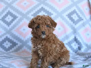 Toy Poodle dogs Daisy - Ad 10