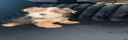 Yorkiepoo dogs for sale: Gucci - Ad 3