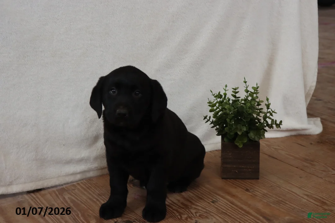 Labrador Retriever dogs for sale: Pansy - Ad 8