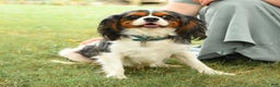 Cavalier King Charles Spaniel dogs for sale: Slate - Ad 11