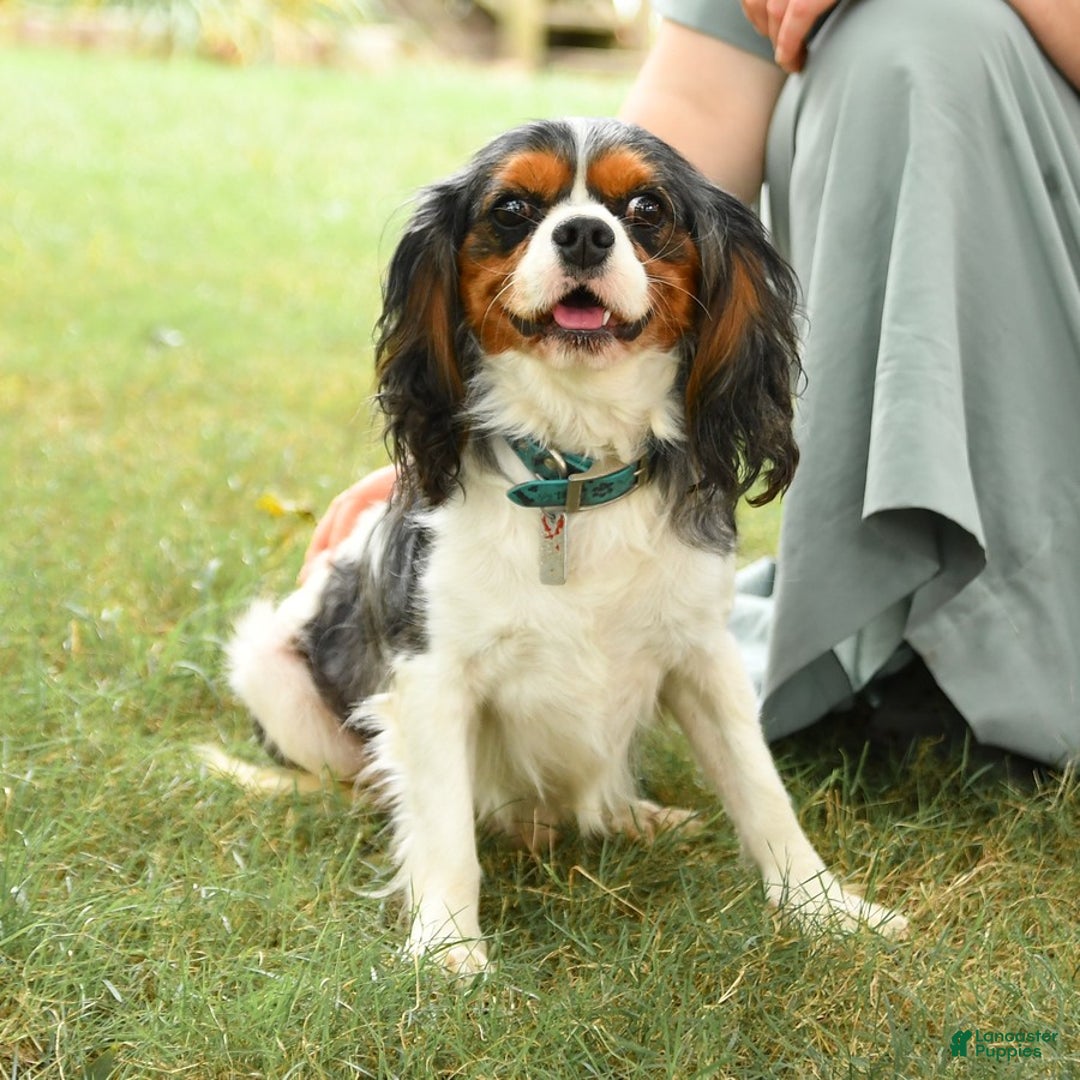 Cavalier King Charles Spaniel dogs for sale: Slate - Ad 11