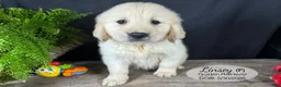Golden Retriever dogs for sale: Linsey - Ad 3