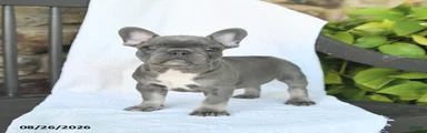 Dottie