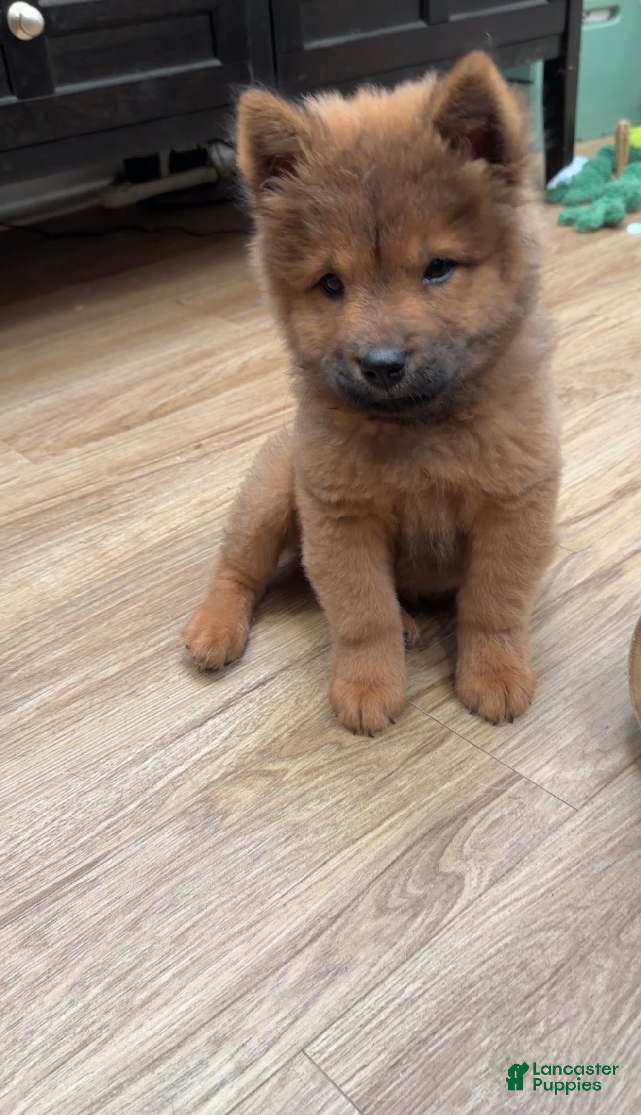 Chow Chow dogs Luna - Ad 1