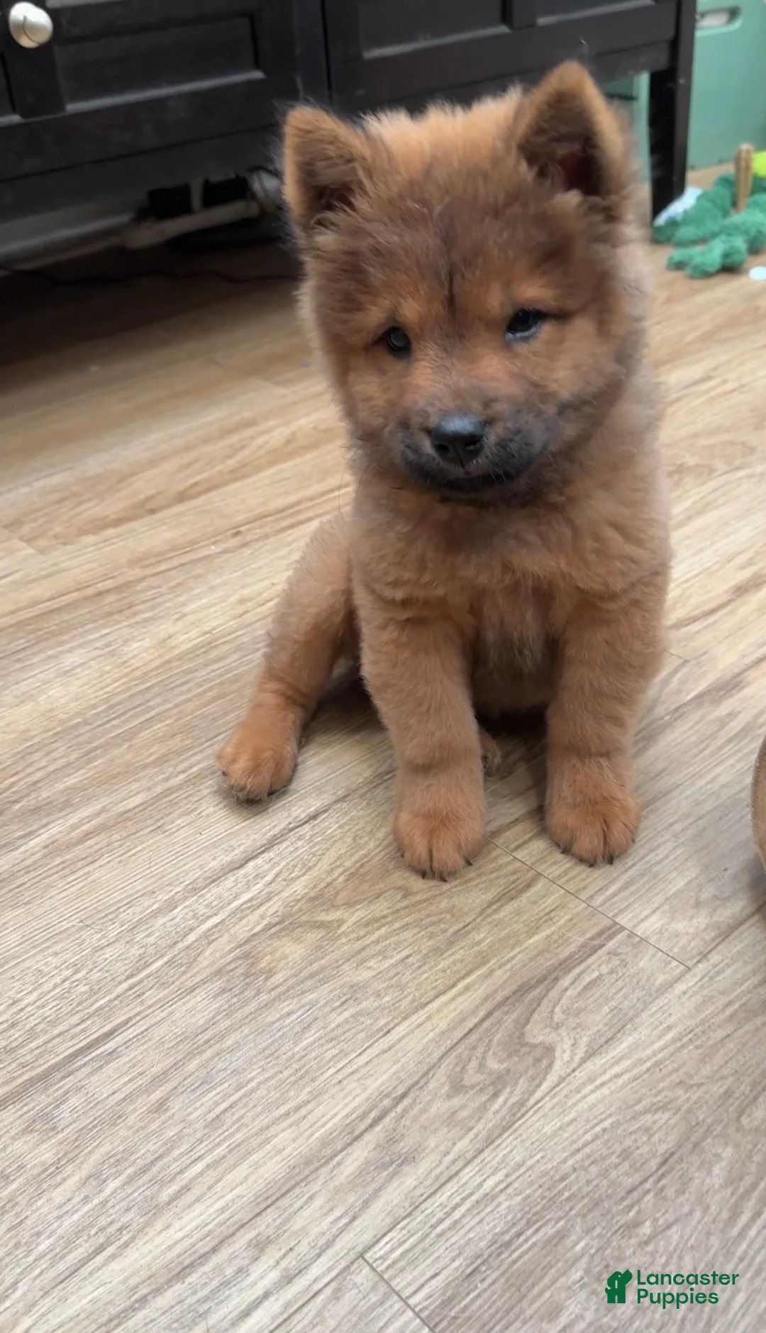 Chow Chow dogs for sale: Luna - Ad 1