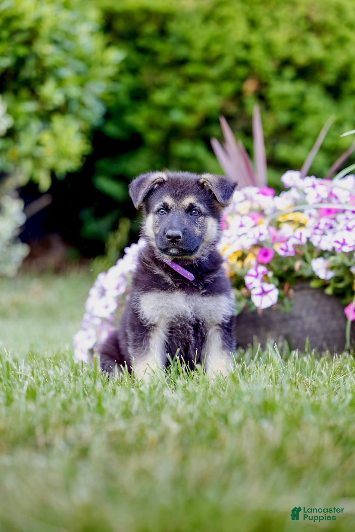 German Shepherd dogs for sale: Ranger - Ad 4