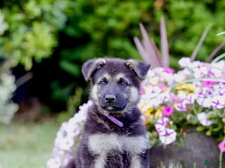 German Shepherd dogs for sale: Ranger - Ad 4