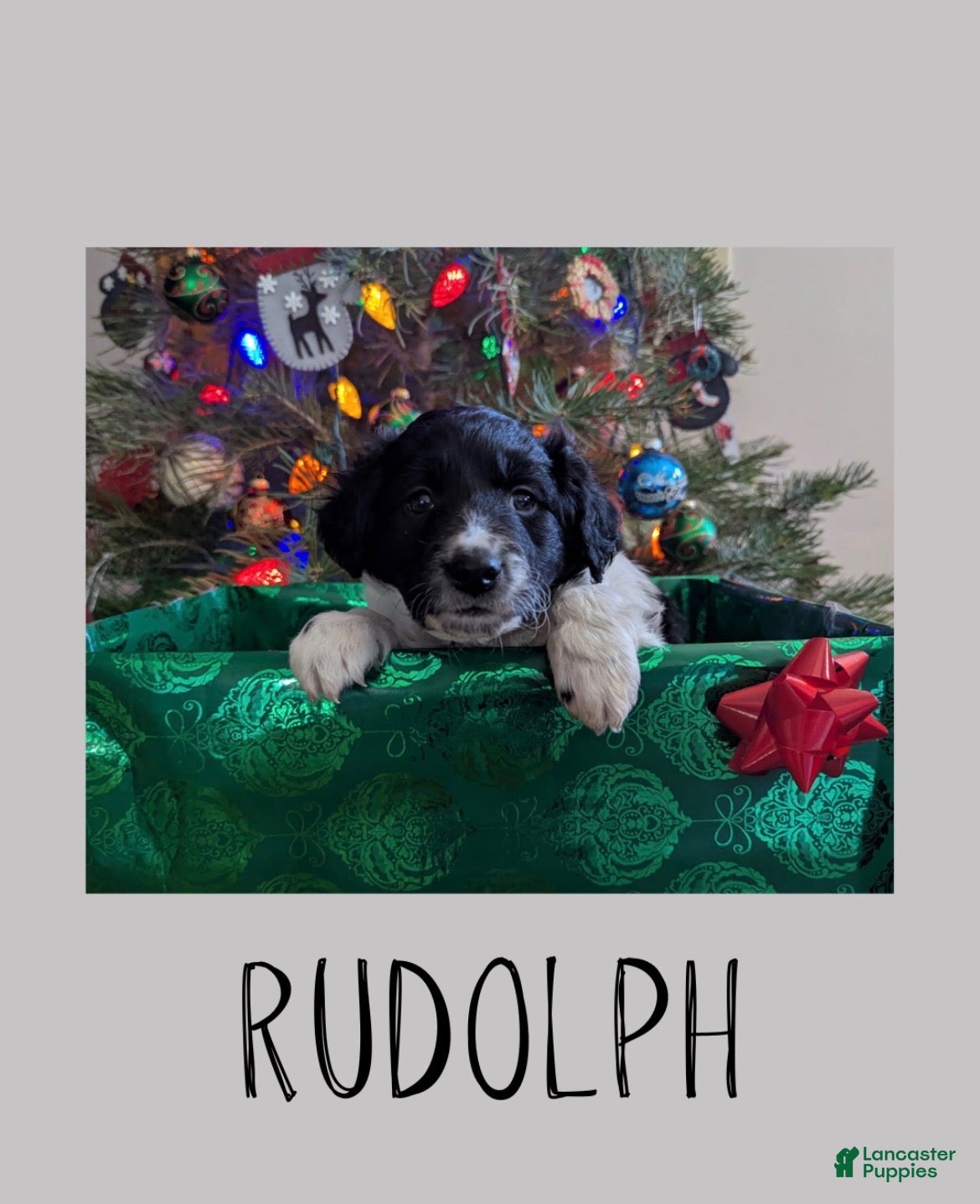 Mixed Breed dogs Rudolph - Ad 26