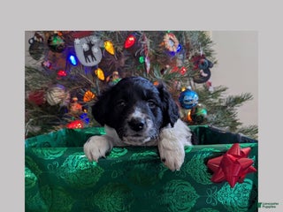 Mixed Breed dogs Rudolph - Ad 26