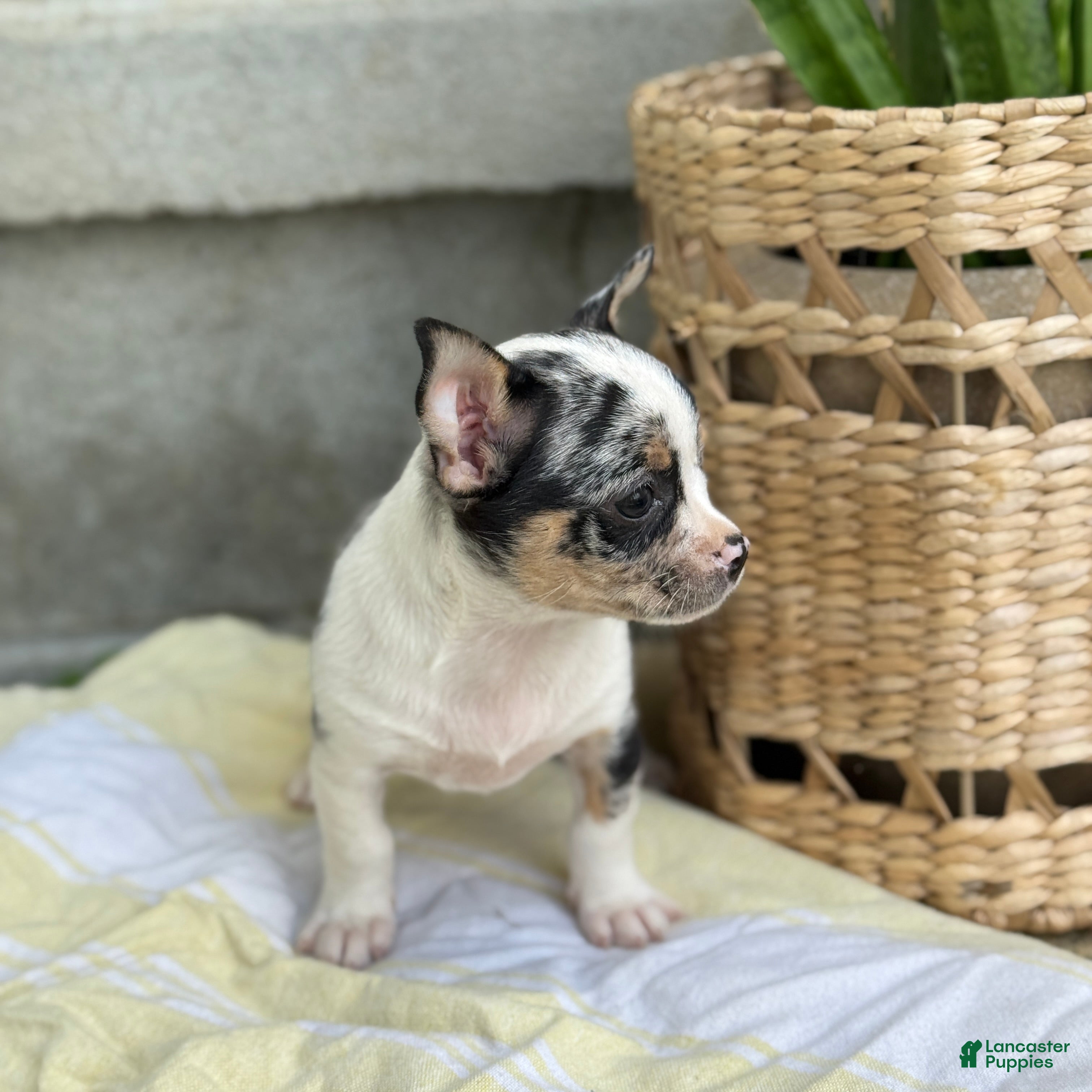 Chihuahua dogs Rocket - Ad 2
