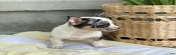 Chihuahua dogs for sale: Rocket - Ad 2