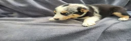 Mixed Breed dogs for sale: John  - Ad 6