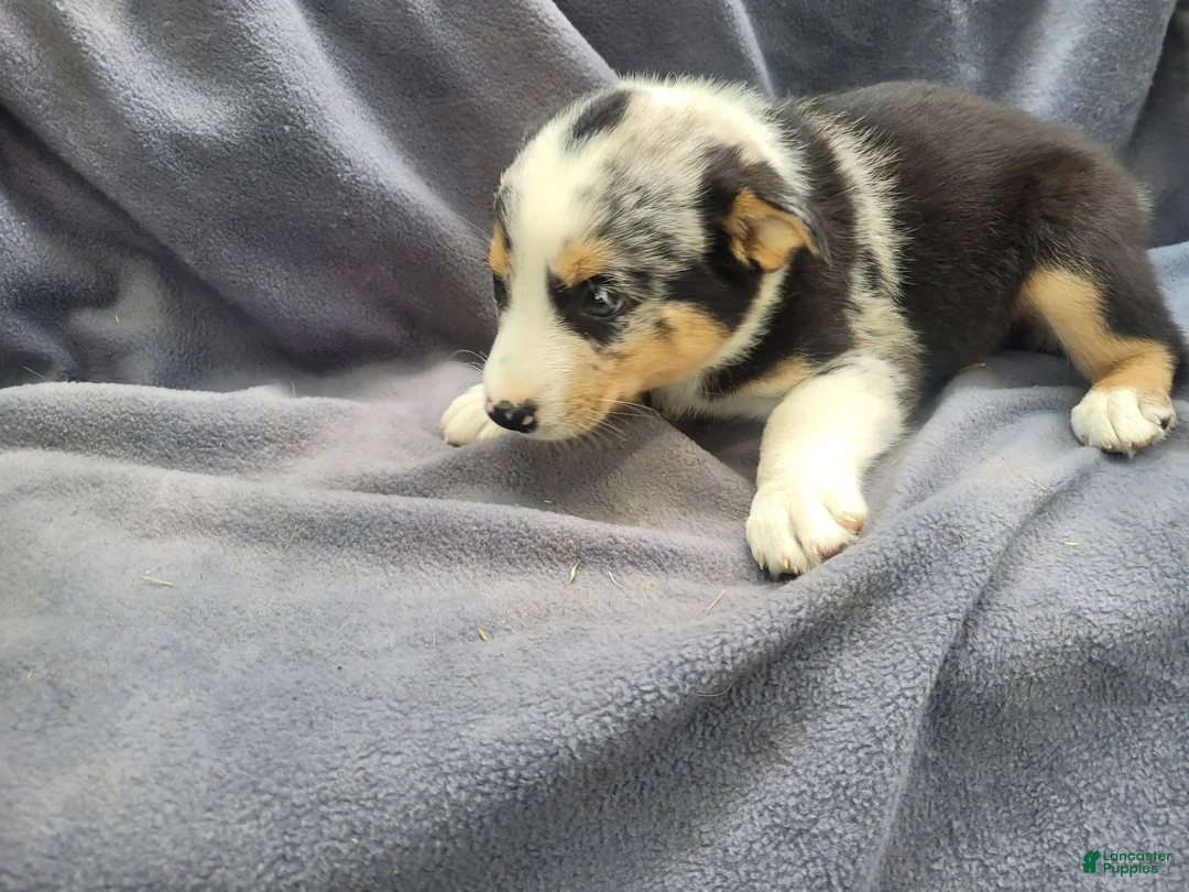 Mixed Breed dogs for sale: John  - Ad 6