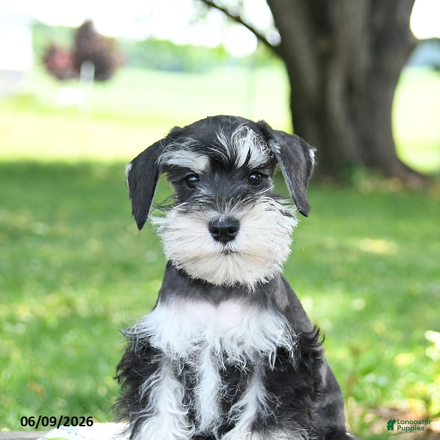 Miniature Schnauzer dogs Ice  - Ad 2