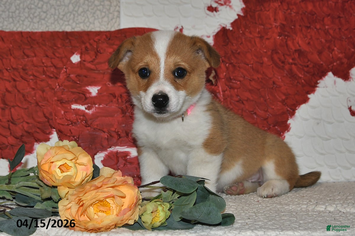 Welsh Corgi Pembroke dogs Juliet - Ad 2